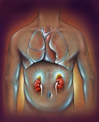 Adrenal Glands and Adrenal Failure